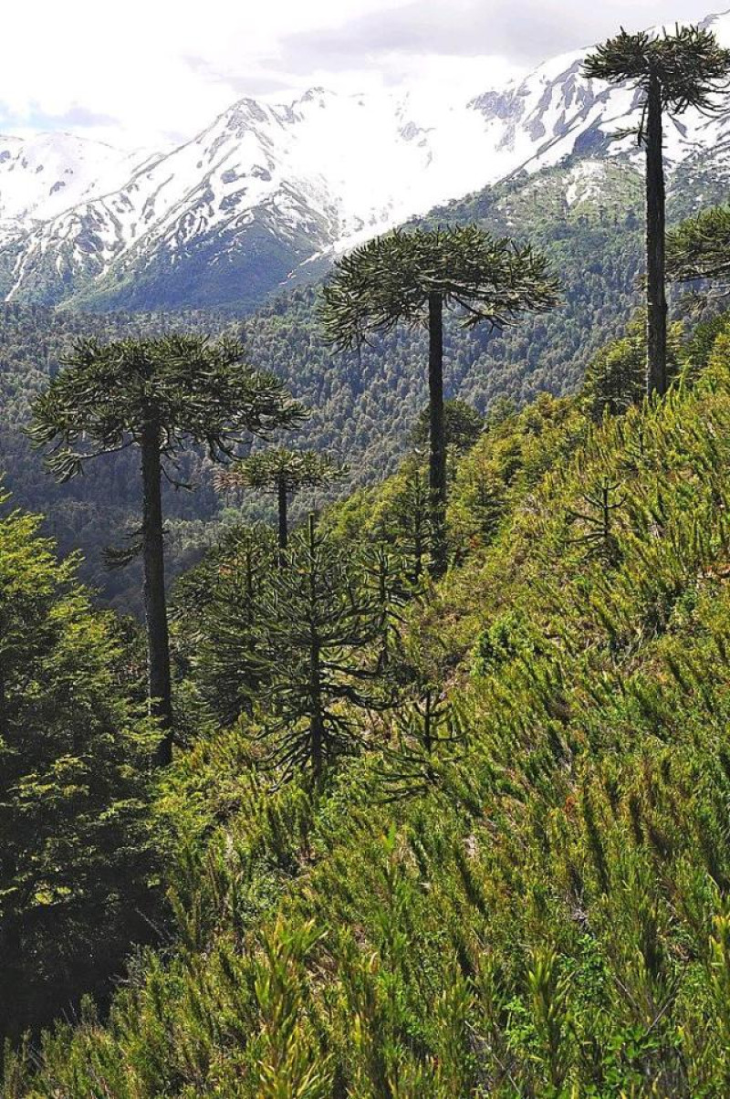 CONGUILLIO PARK