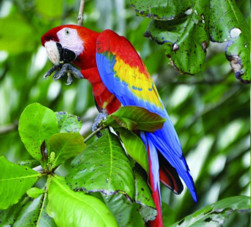 COSTA RICA MACAW