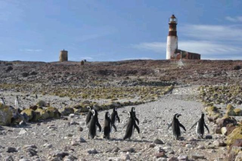 ISLA PINGUINO