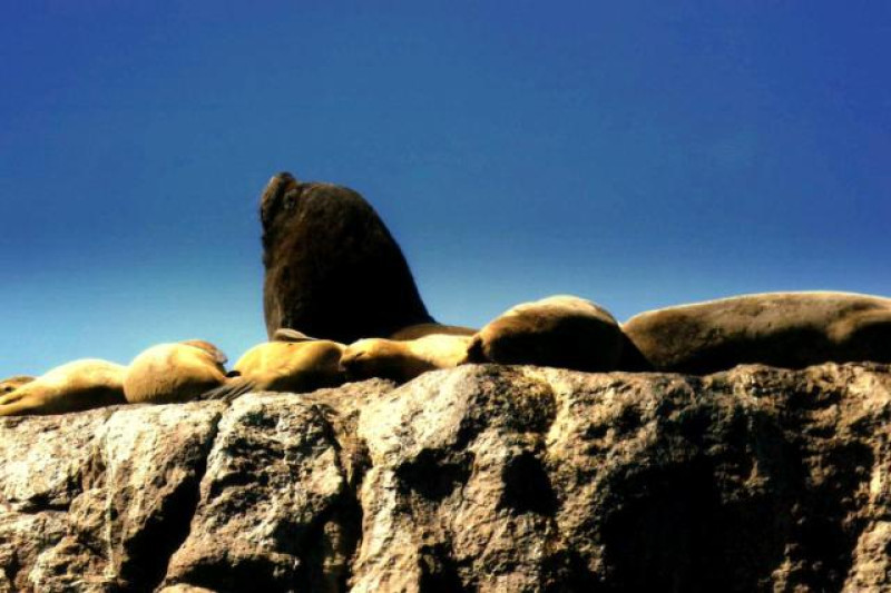 ROBBEN ISLA DE LOBOS
