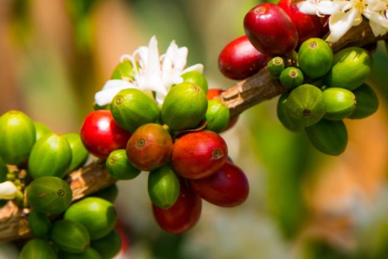 COSTA RICA KAFFEE