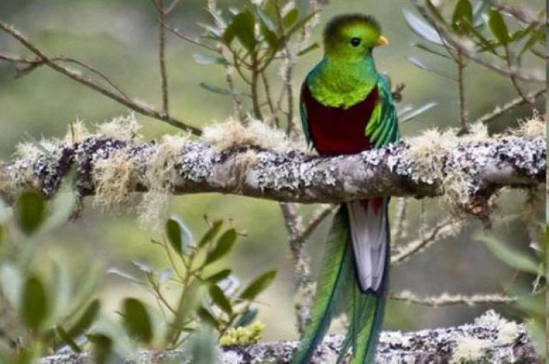 COSTA RICA TROGON LODGE