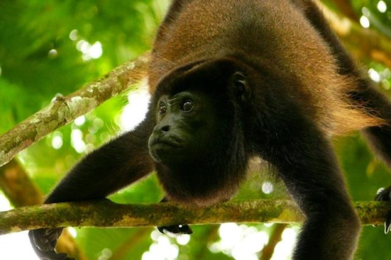 brasilien amazon lodge affe