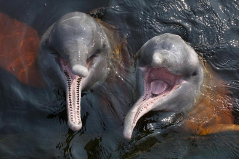 DELFINE AMAZONAS