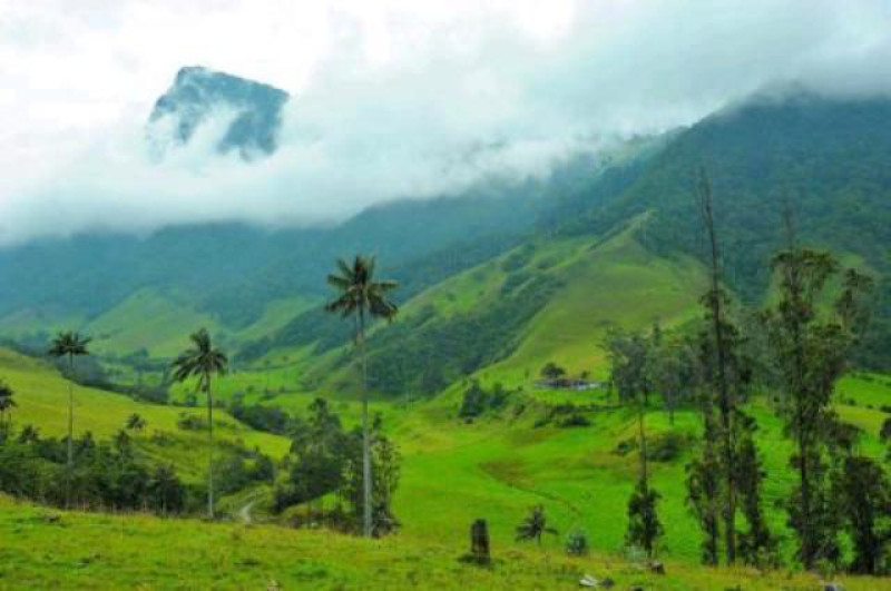 cocora tal