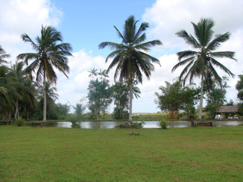 brasilien marajo palmen