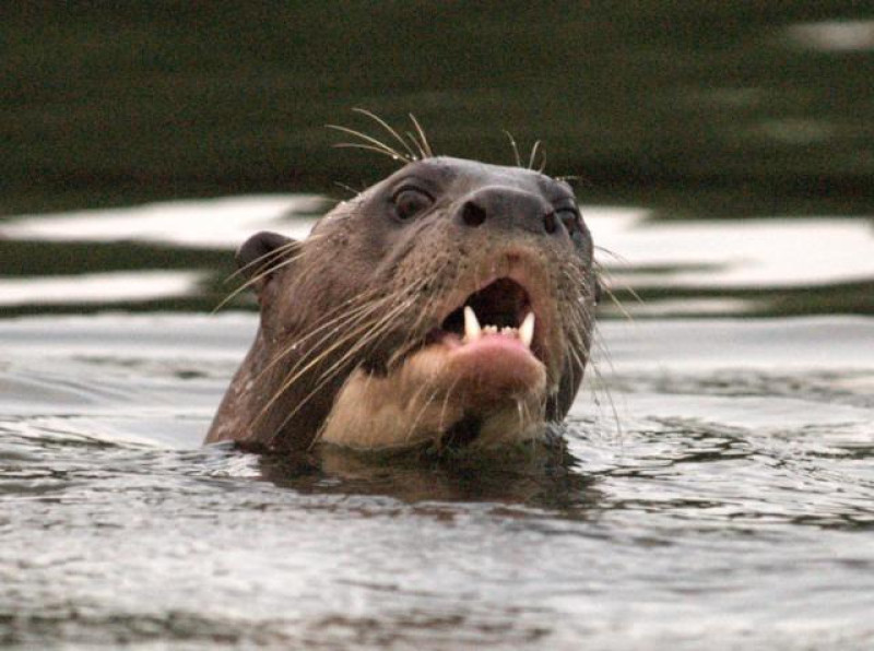brasilien pantanal rio mutum otter