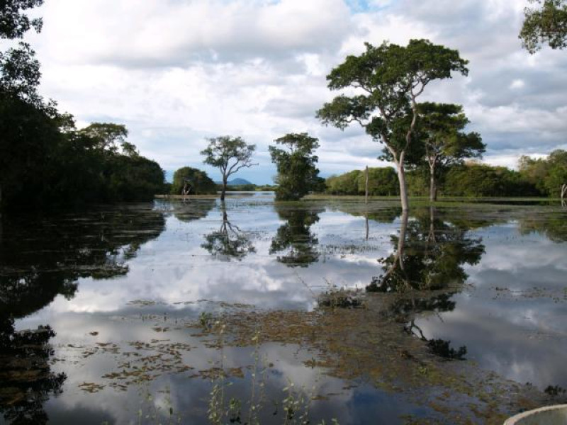 brasilien rio mutum baeume