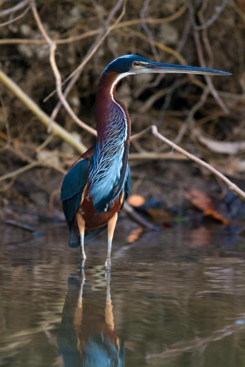brasilien cristalino lodge vogel