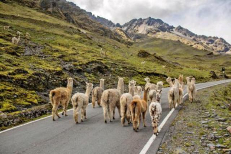 lamas peru