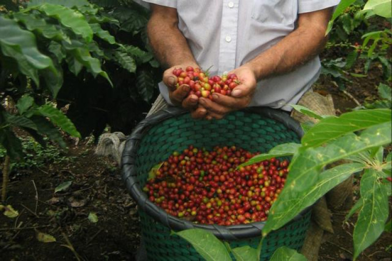COSTA RICA KAFFEE