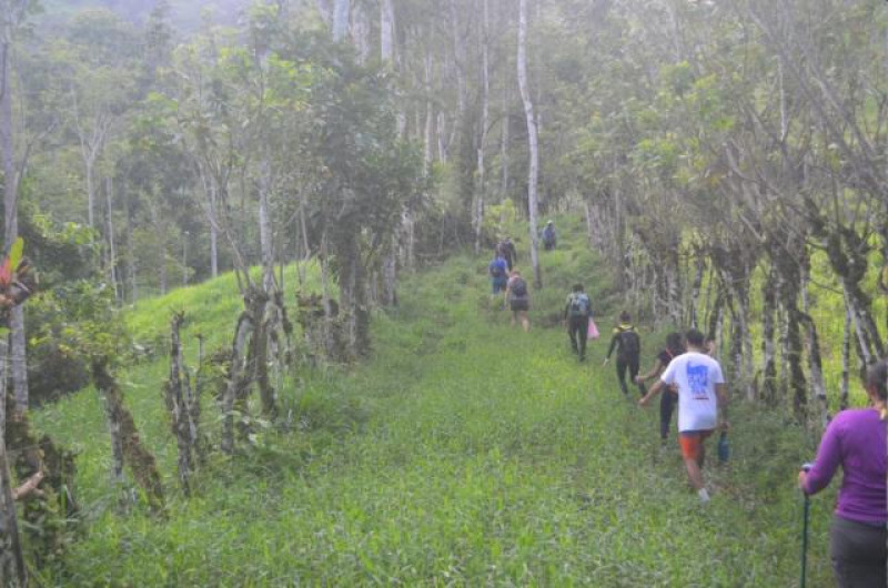 TURRIALBA MOLLEJONES